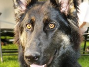 honden foto van Fabienne