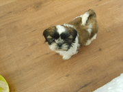 honden foto van roliene