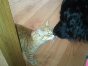 honden foto honden foto van sue
