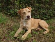 honden foto van Lisa