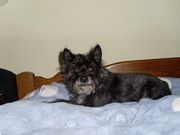 honden foto van angelique