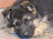 honden foto van Elanie