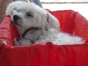 honden foto van Jenny