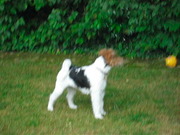 honden foto van carine 