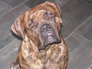 honden foto van Melissa
