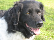 honden foto honden foto van Marieke