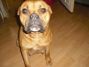 honden foto van tineke