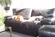 honden foto van Jan en Karin Kleuters