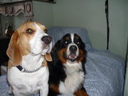 honden foto van Sarah