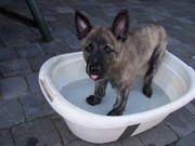 honden foto van Theo