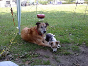 honden foto van diana