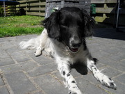 honden foto van suzanne & donja