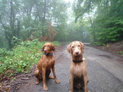 honden foto van vera