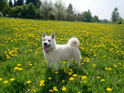 honden foto van Jeanine