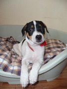 honden foto van samantha