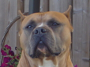 honden foto van vanessa