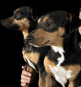 honden foto van Marieke met Noa & Billy