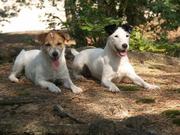 honden foto van Anda Brandsma