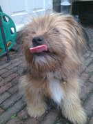 honden foto van simone van der ben