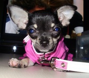 honden foto van Annelies