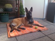 honden foto van Malgosia