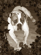 honden foto honden foto van nicolle loves gizmo