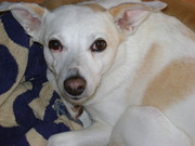 honden foto van Laura!!!