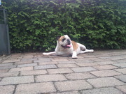 honden foto honden foto van anouk