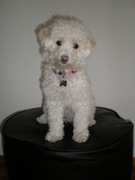 honden foto van Karen.