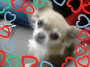 honden foto van loeka <3