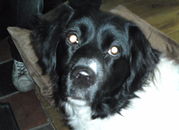 honden foto van mucha