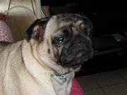 honden foto van guillaume