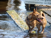 honden foto van Joyce