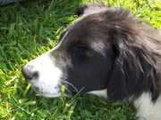 honden foto van Jeffe