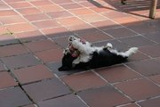 honden foto van Figaro