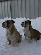 honden foto van gerda