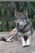 honden foto van wolf