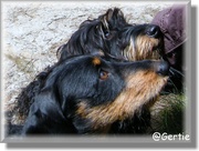 honden foto van Gertie,Jan, Funs en Tuur