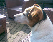 honden foto van Siska