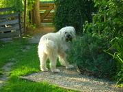 honden foto van Natje