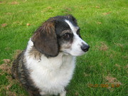 honden foto van carlalala