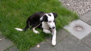 honden foto van Natas