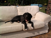 honden foto van Cindy