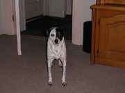 honden foto van hetty412
