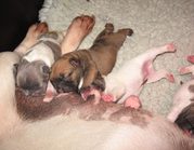 honden foto van Charel 