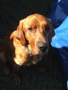 honden foto van Michelle