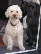 honden foto van JOOP