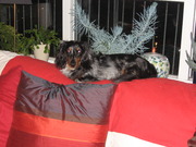 honden foto honden foto van marijke en winston