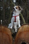 honden foto van shaina