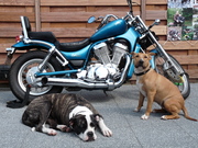 honden foto van Dennis